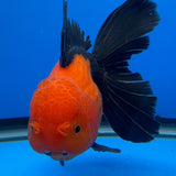 Thai Oranda Apache 4"inch Body Female (Tex-345)R3A06