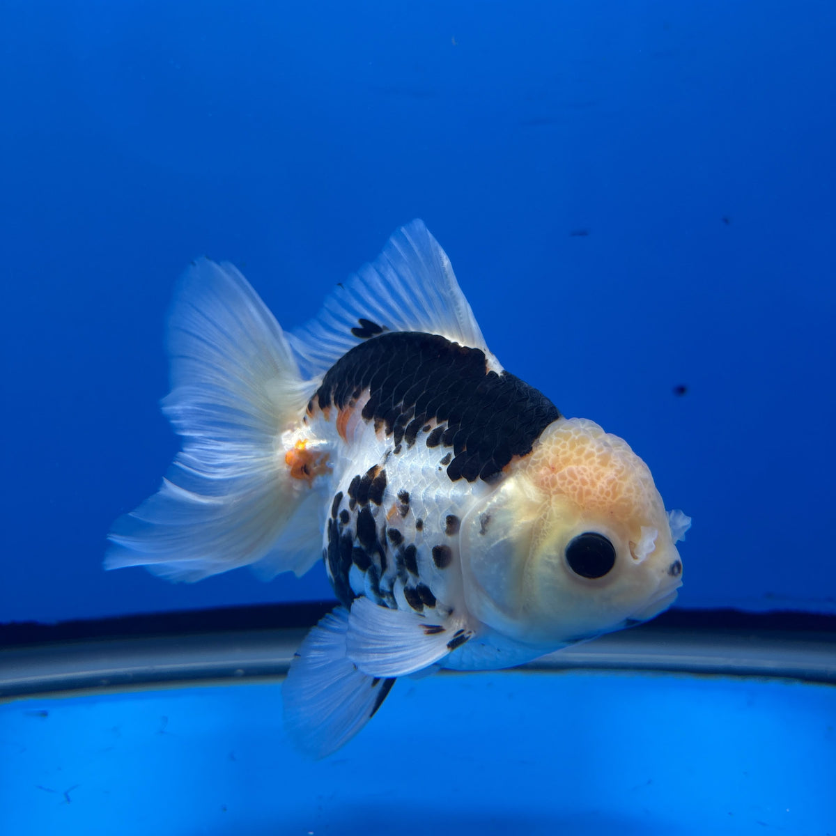 Thai Oranda  Tricolor 4"inch Body Female (Tex-348) R1A09