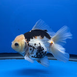 Thai Oranda  Tricolor 4"inch Body Female (Tex-348) R1A09