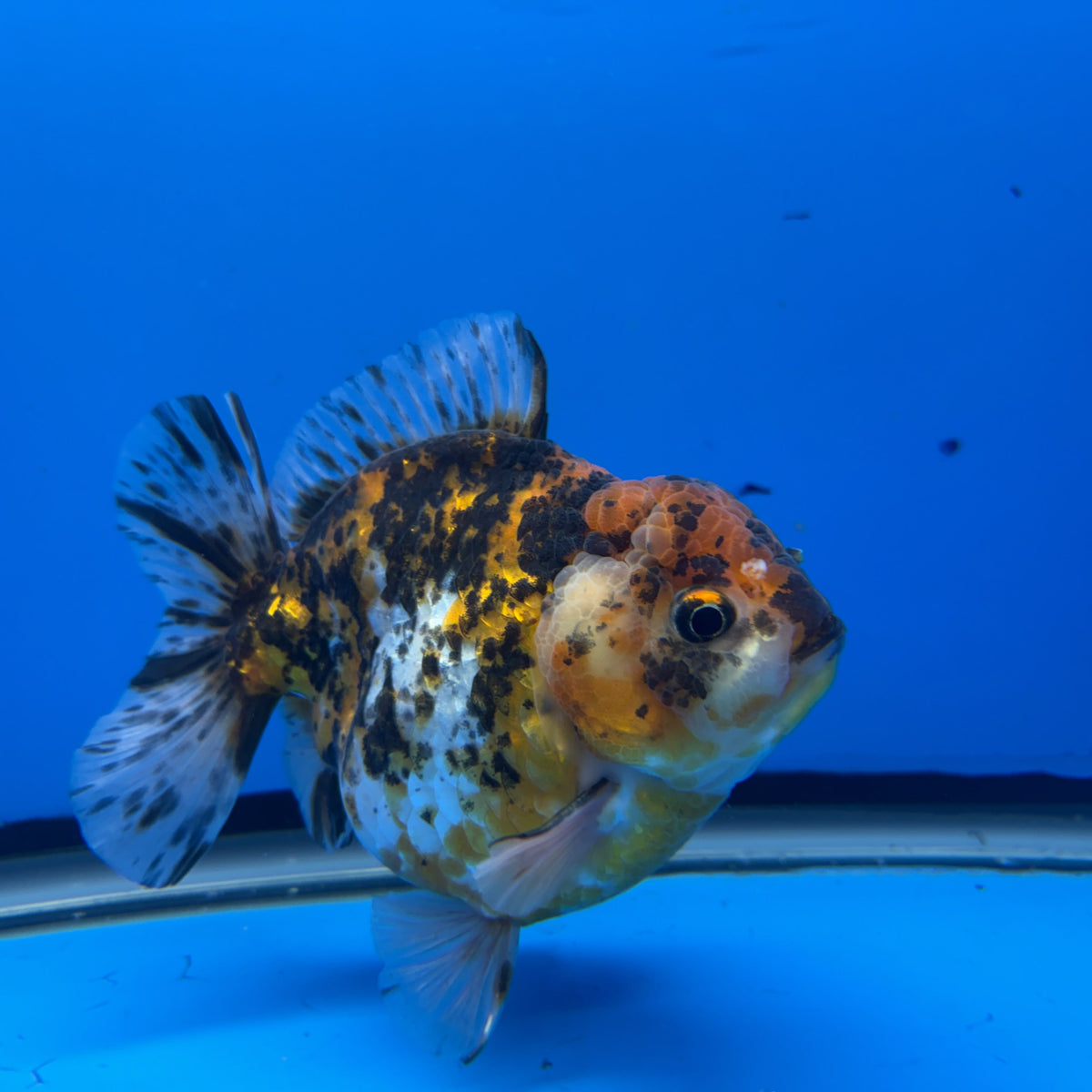 Thai Oranda  Tricolor 4"inch Body Male (Tex-349) R1A09