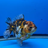 Thai Oranda  Tricolor 4"inch Body Male (Tex-349) R1A09