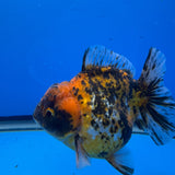 Thai Oranda  Tricolor 4"inch Body Male (Tex-349) R1A09