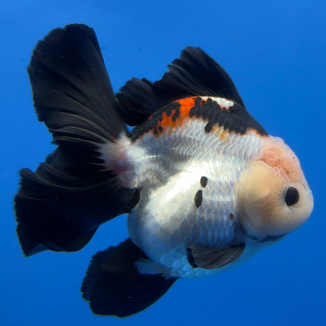 Thai Oranda Tricolor 4"inch Body Female (Tex-355) R1A7