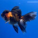 Thai Oranda Tricolor 3"inch Body Female (Tex-356) R1A8