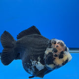 Thai Oranda Panda 4.5"inch Body Female (Tex-352) R1A8