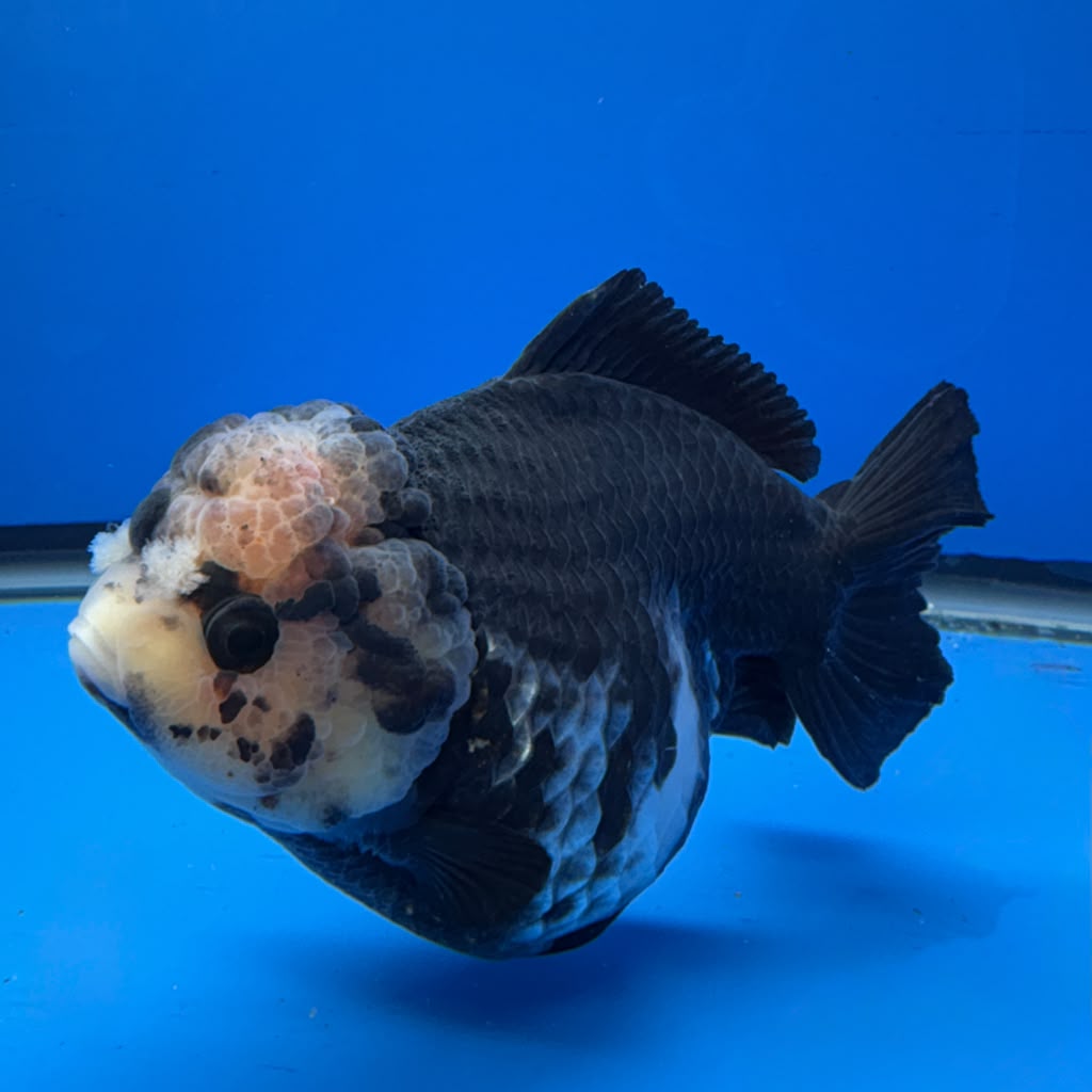 Thai Oranda Panda 4.5"inch Body Female (Tex-352) R1A8