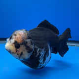 Thai Oranda Panda 4.5"inch Body Female (Tex-352) R1A8
