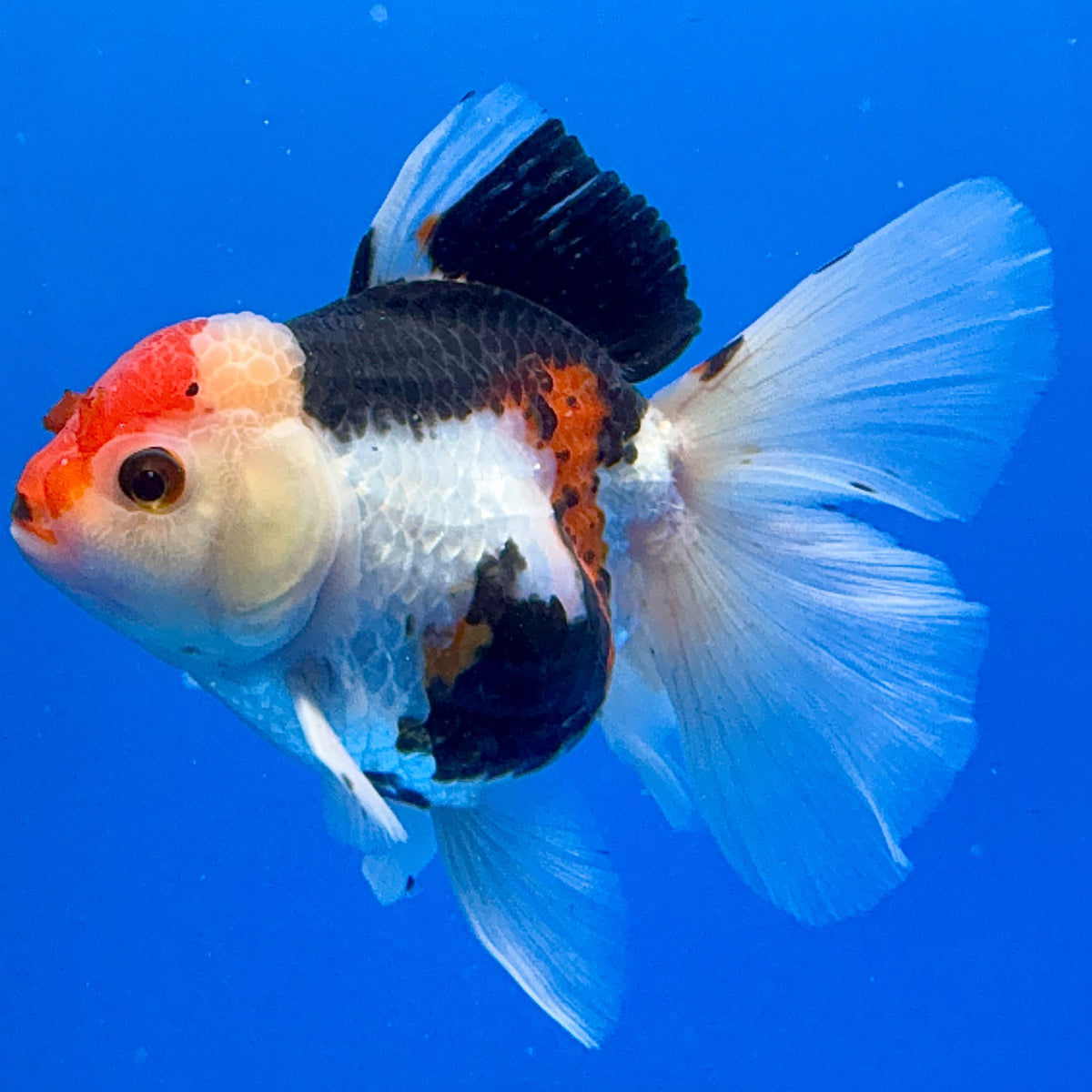 Thai Oranda Tircolor 4.5"inch Body Female (Tex-353) R1A8