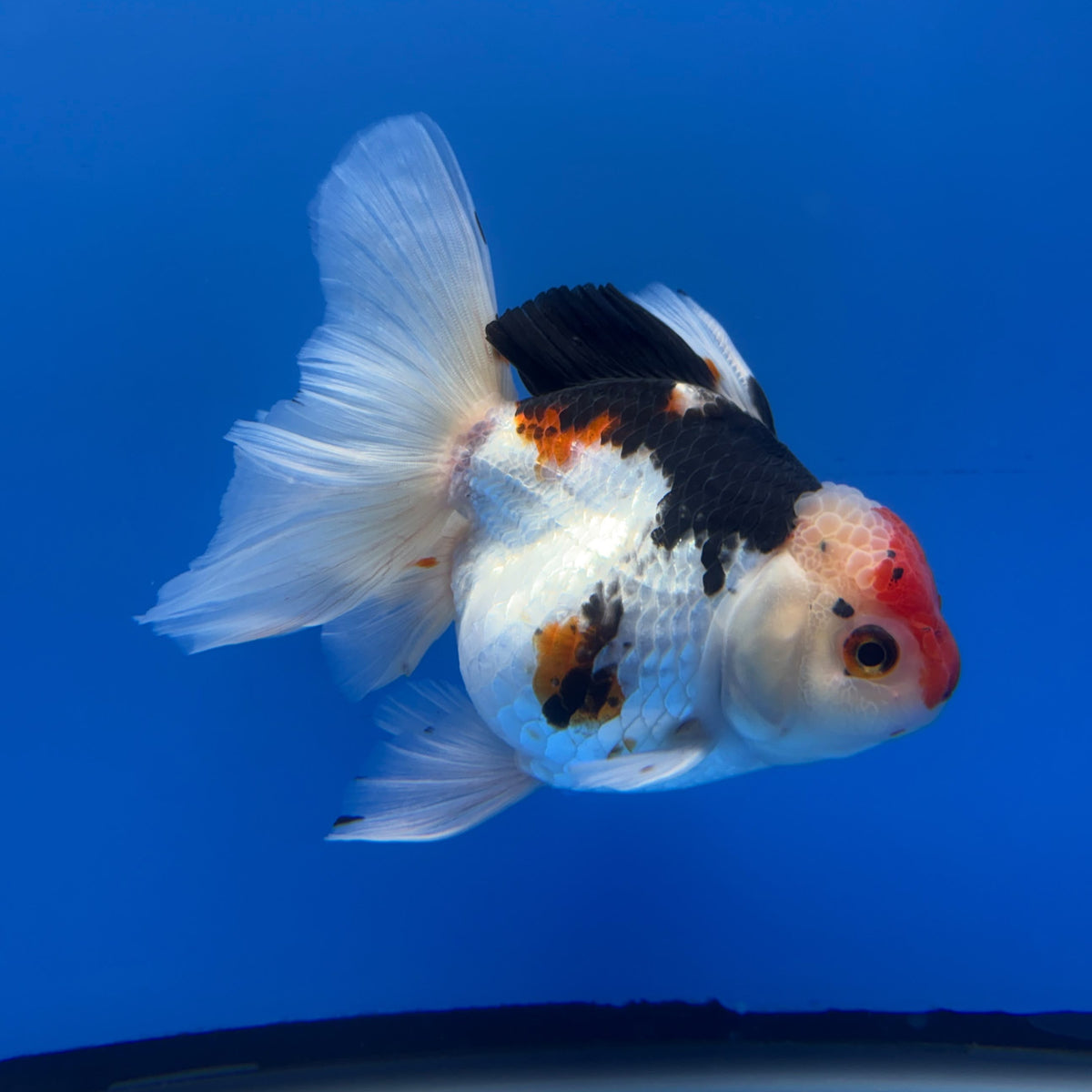 Thai Oranda Tircolor 4.5"inch Body Female (Tex-353) R1A8