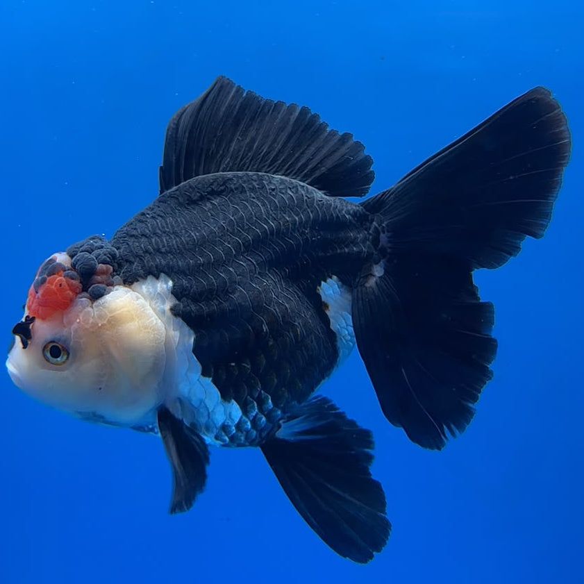Thai Oranda Tircolor 4.5"inch Body Female (Tex-354) R1A8
