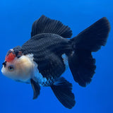 Thai Oranda Tircolor 4.5"inch Body Female (Tex-354) R1A8