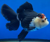 Thai Oranda Tircolor 4.5"inch Body Female (Tex-354) R1A8