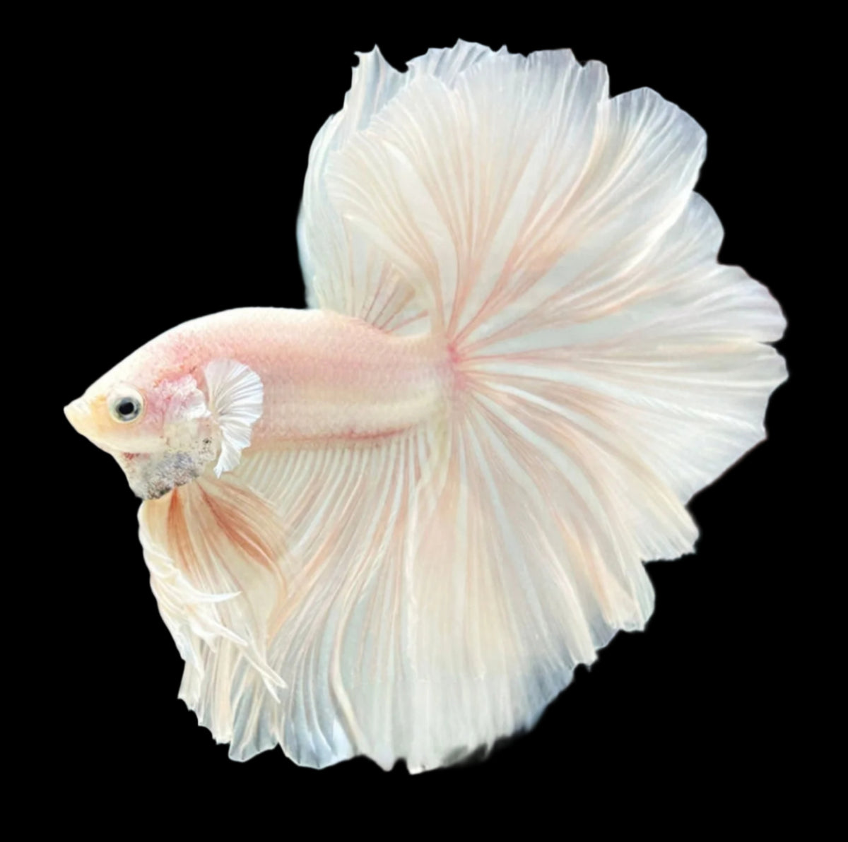White Dumbo ear Pegasus Halfmoon Rosetail Male Betta