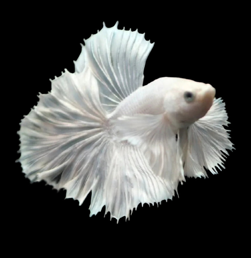 White Dumbo ear Pegasus Halfmoon Rosetail Male Betta