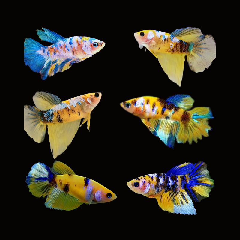 Yellow Koi Galaxy Halfmoon Female Betta