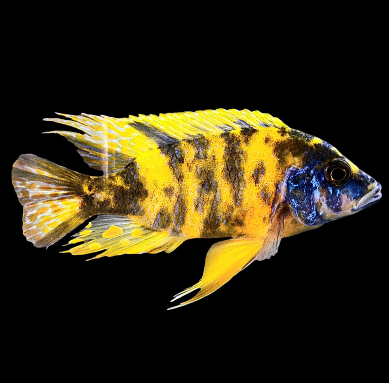 Yellow OB peacock African Cichlid