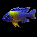 Live African Cichlid Yellow Shoulder/Bi Color Peacock (Aulonocara Maulana) (CHD-128) U024