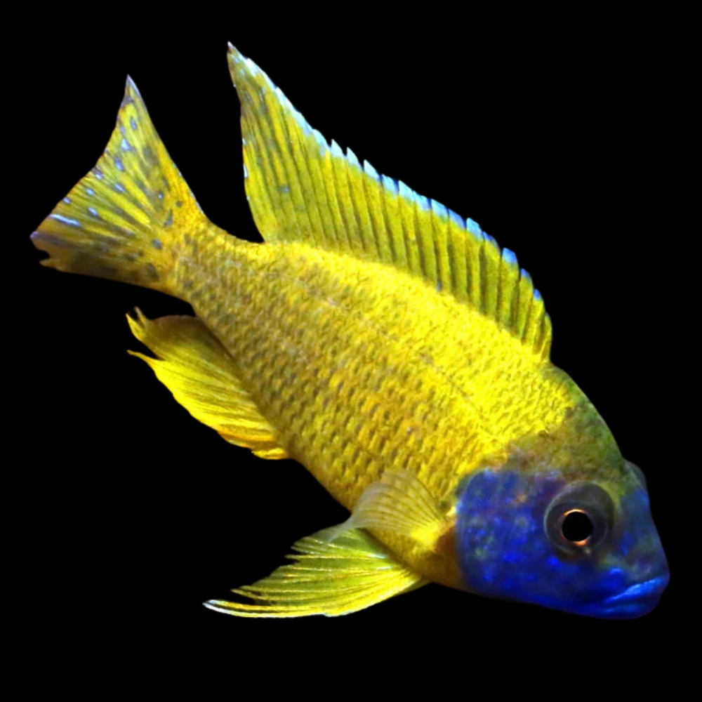 Yellow/Sunshine Peacok African Cichlid