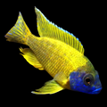 Live Freshwater Cichlid Yellow Peacock/Sunshine (Aulonocara Baenschi) (CHD-127)U013