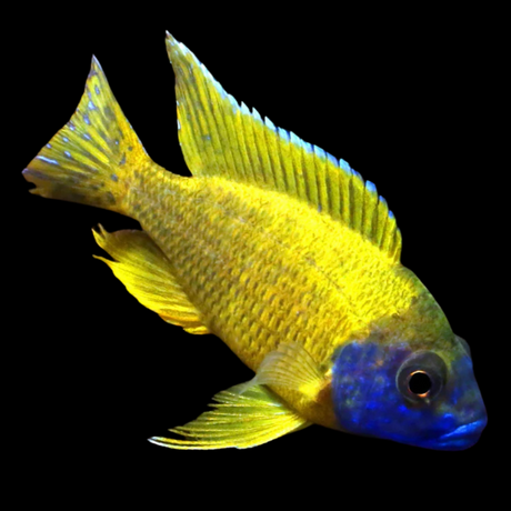 Yellow/Sunshine Peacok African Cichlid