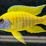 Live Freshwater Cichlid Yellow Peacock/Sunshine (Aulonocara Baenschi) (CHD-127)U013