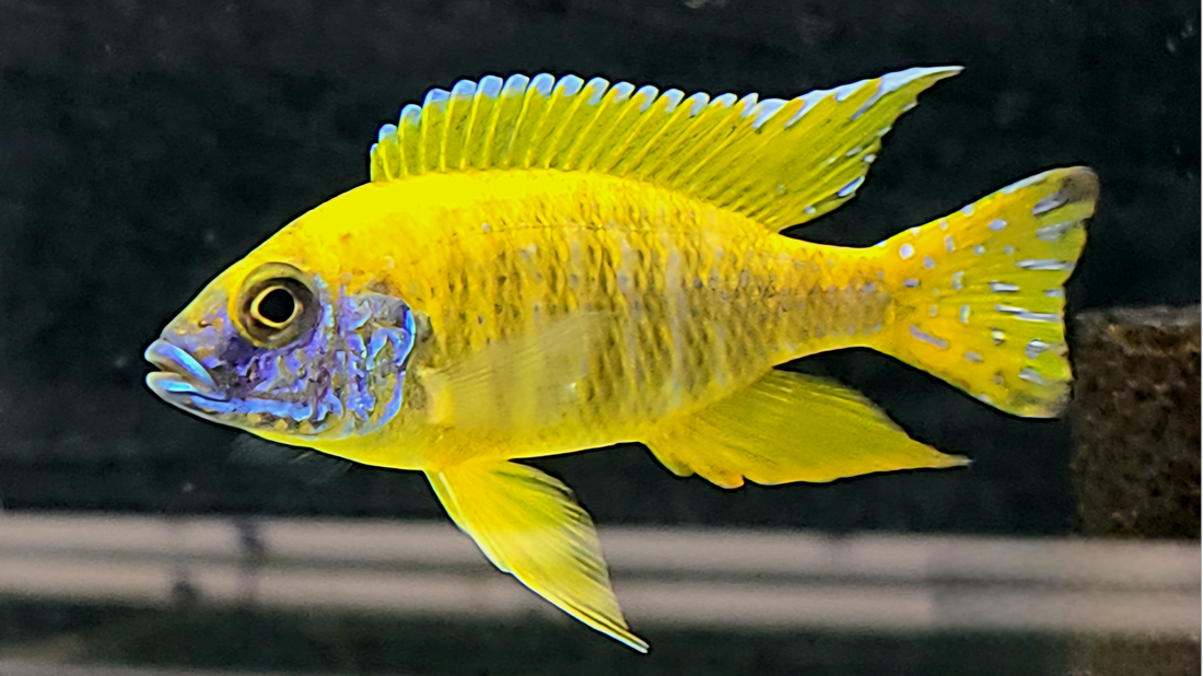 Live Freshwater Cichlid Yellow Peacock/Sunshine (Aulonocara Baenschi) (CHD-127)U013