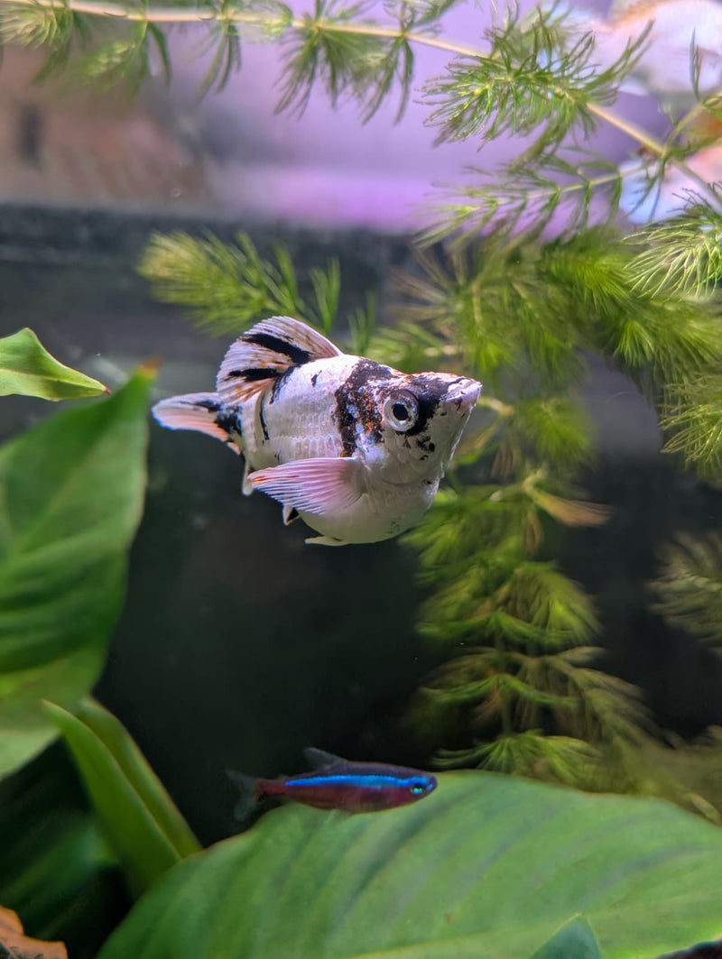 High Grade Zebra Balloon Molly (Poecilia sphenops)