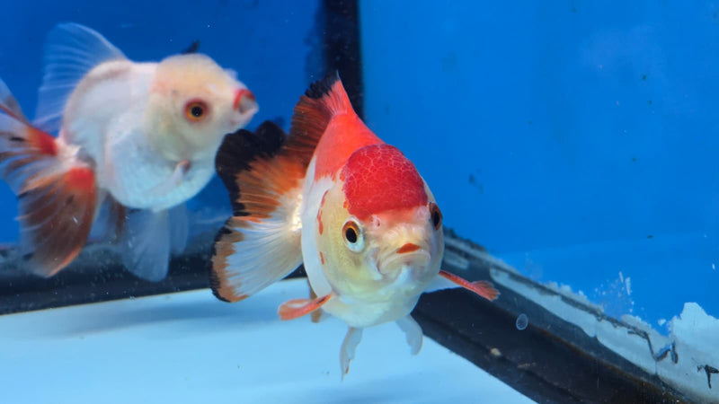 Thai Red/White Yuanbao Medium Breed Male 2.50 inch Body (NNN-3003)R3B15