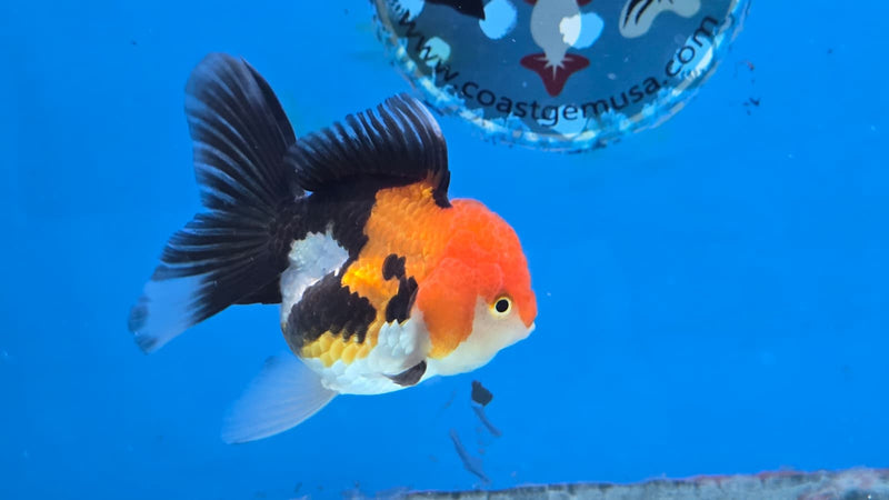 Thai Tri Color Orchid Tail Medium Breed Female 2.50 inch Body (NNN-3001)R3B15