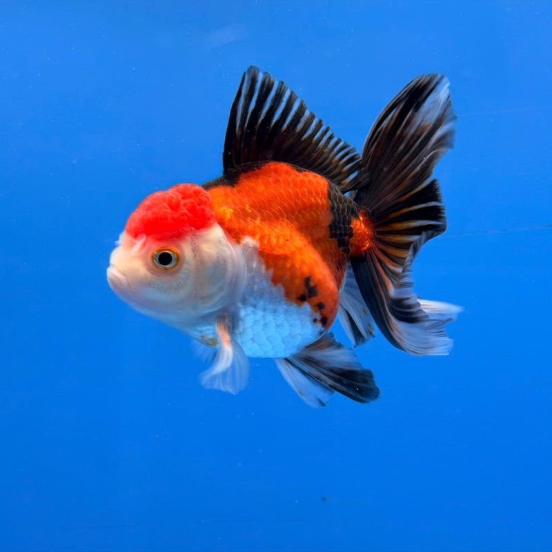 (KP-250) Tri Color Oranda Medium Breed Butterfly Tail 3'' Male R3B11