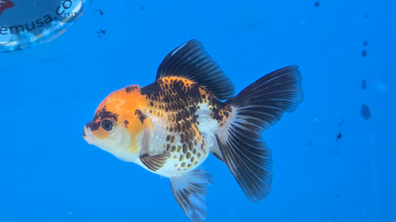 Thai Tri Color Orchid Tail Medium Breed Female 2.50 inch Body (NNN-3007)R3B19