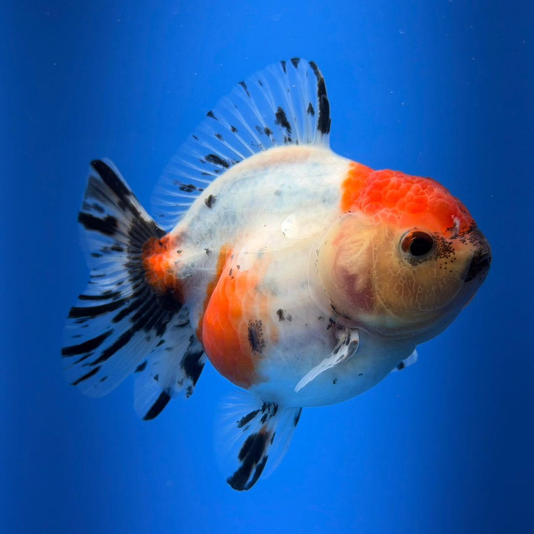 (KP-255) SHOGUN 2.5'' Calico Oranda (TUB15)