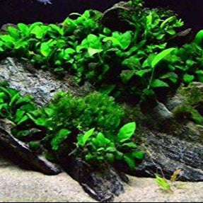 ANUBIAS BARTERI VAR NANA POT