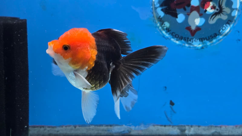 Thai Tri Color Orchid Tail Medium Breed Female 2.50 inch Body (NNN-3001)R3B15