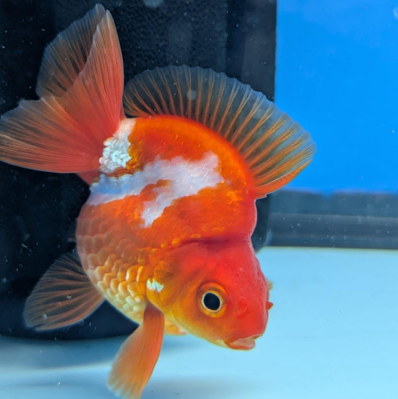 (KP-238) Red & White Thai Ryukin 2.5''Male Show Quality R3B15
