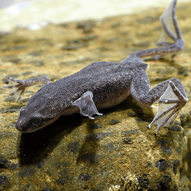 Underwater Frog: Amazing Adaptations and Surprising Facts Revealed