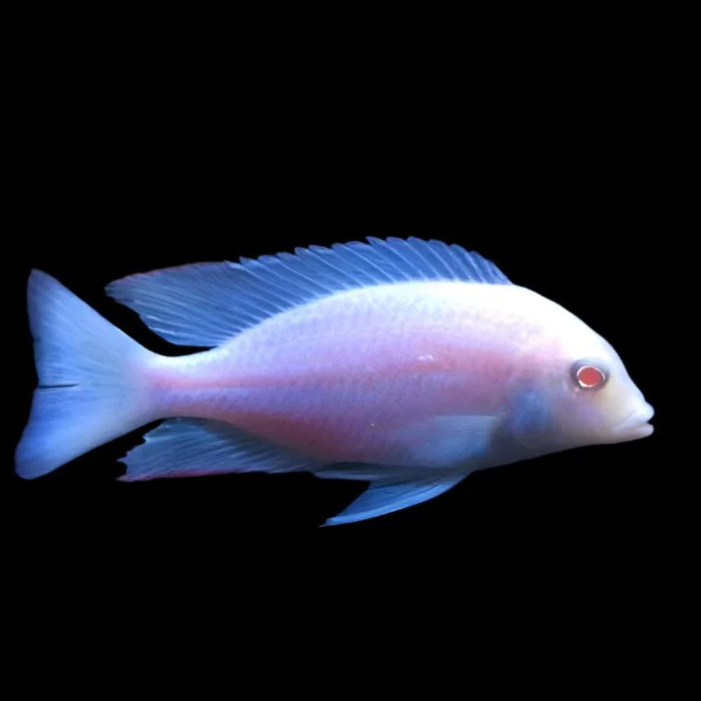 Albino Dolphin Moori african Cichlid