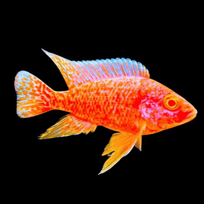 Live Fish African Cichlid Albino Pink Peacock (Aulonocara sp.) (CHD-134)U008