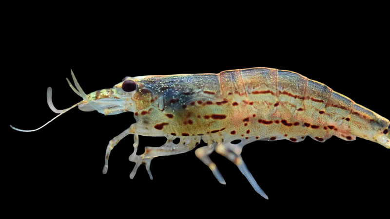 Live Freshwater Aquarium Amano Shrimp Young Adult 10/$25, 20/$40 (FS-001)