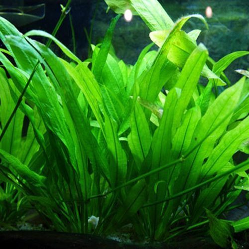 ECHINODORUS AMAZONICUS (AMAZON SWORD)