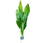 ECHINODORUS AMAZONICUS (AMAZON SWORD)