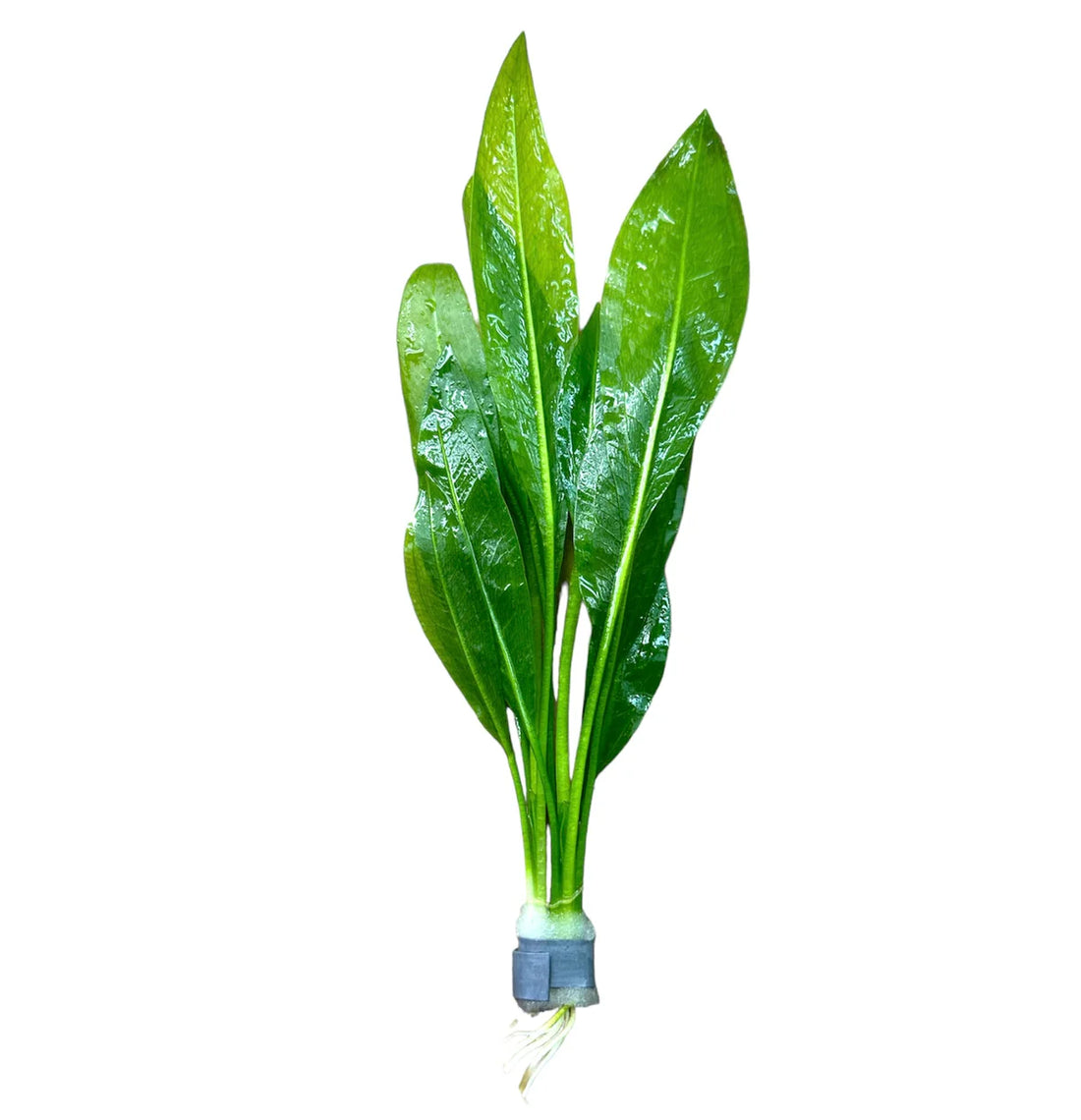 ECHINODORUS AMAZONICUS (AMAZON SWORD)