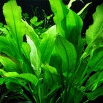 ECHINODORUS AMAZONICUS (AMAZON SWORD)