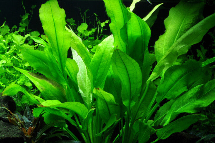 ECHINODORUS AMAZONICUS (AMAZON SWORD)