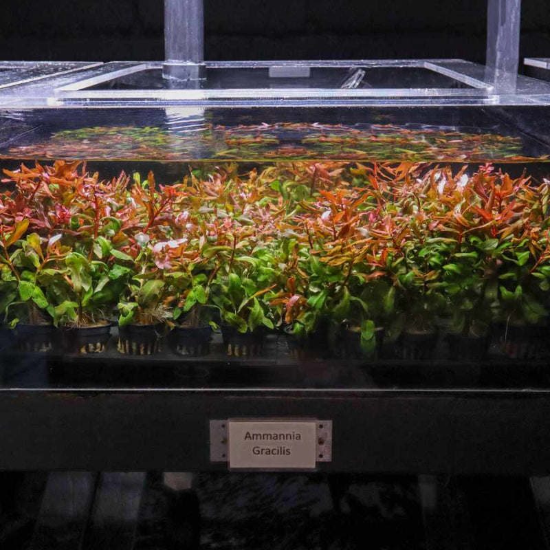 AMMANIA GRACILIS LEAD BUNCH