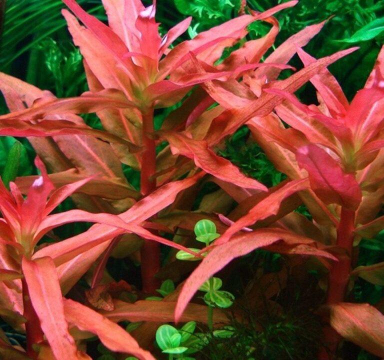 AMMANIA SENEGALENSIS LEAD BUNCH