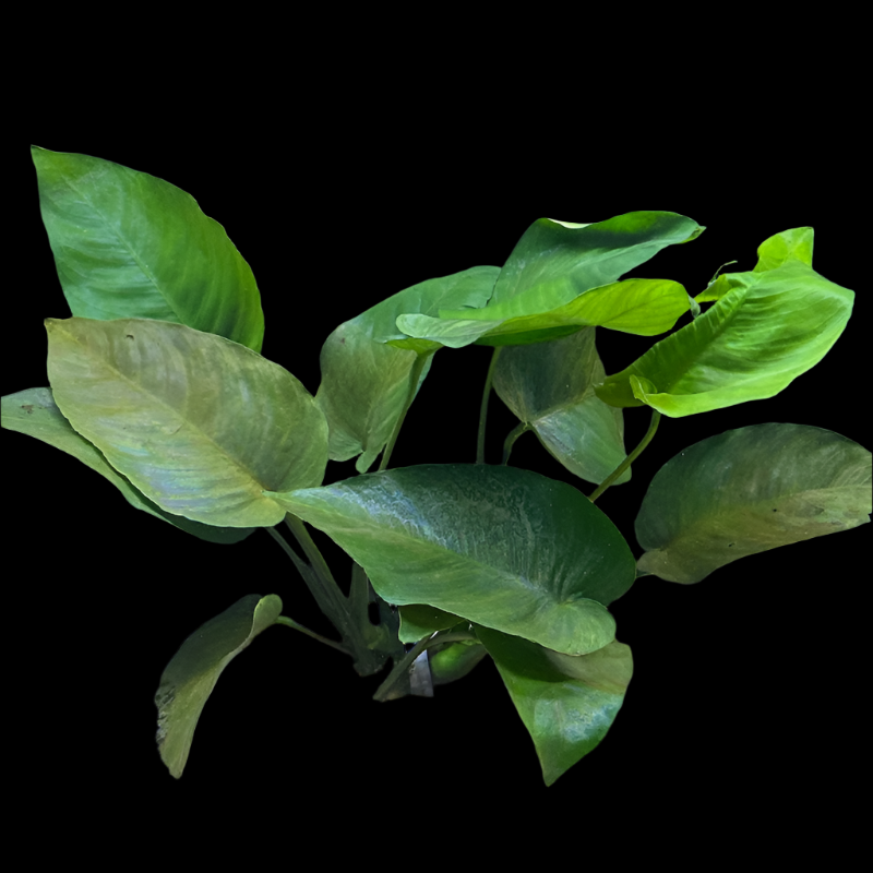 ANUBIAS BARTERI BROAD LEAD LOOSE LARGE