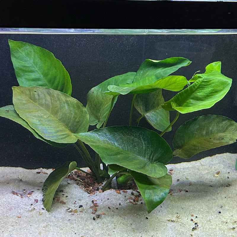 ANUBIAS BARTERI BROAD LEAD LOOSE LARGE