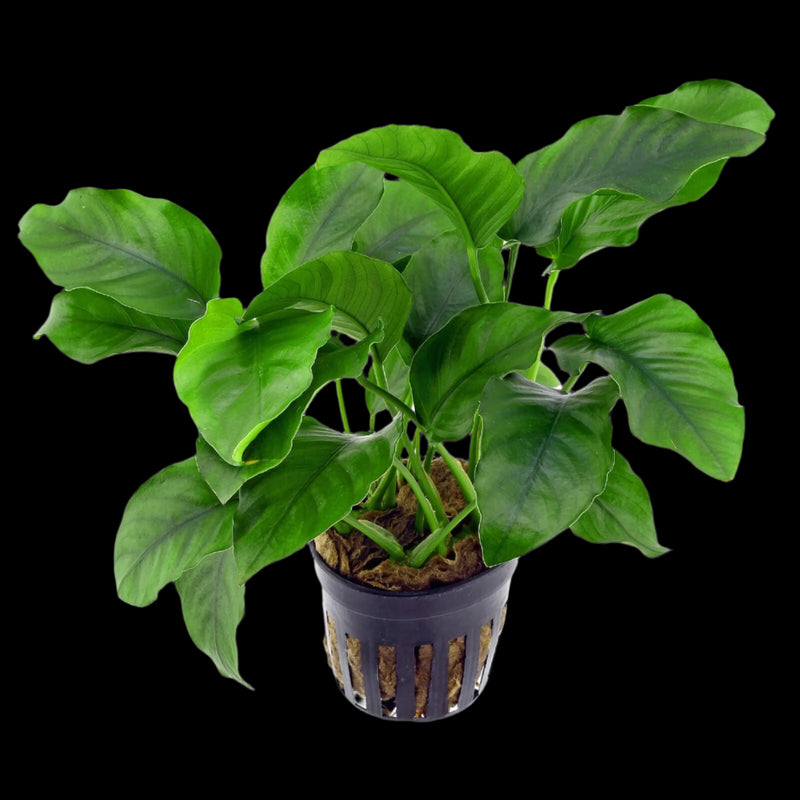 ANUBIAS BARTERI VAR BARTERI POT