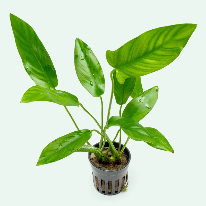 ANUBIAS HASTIFOLIA POT
